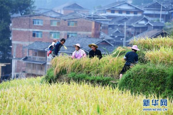 月亮山梯田秋收丰收盛景