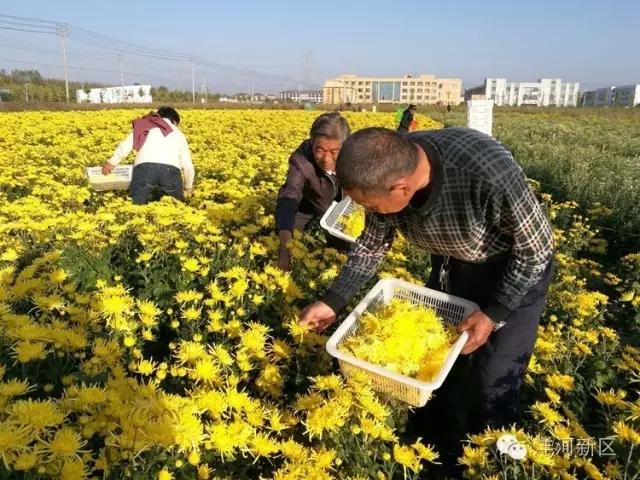 宿迁洋河新食材试种丰收，亩产收益惊人约四十单位价值揭秘