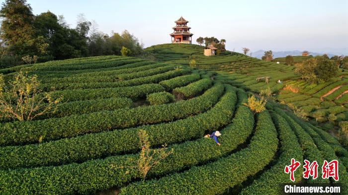 广西三江初冬茶园美景如画