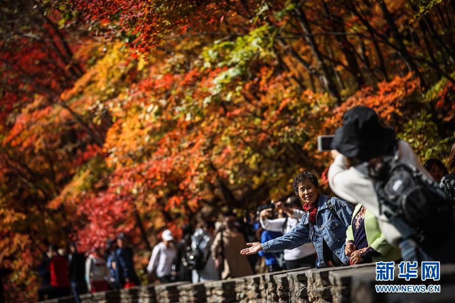 国内多地赏枫季启幕，旅游热潮重燃