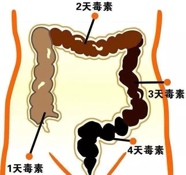 中医视角下的肠道清理与健康排毒之道