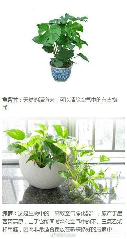 绿色植物如何净化家庭空气？